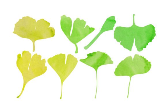 Evaluating the Watercolor Ginkgo Leaves Embroidery Design